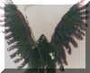 small  death wings.jpg (14181 bytes)